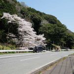 瀬田神社 見頃［熊本 大津町：桜 名所］