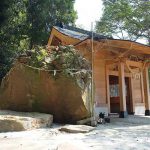 瀬田神社 見頃［熊本 大津町：桜 名所］