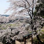 瀬田神社 見頃［熊本 大津町：桜 名所］