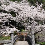 瀬田神社 見頃［熊本 大津町：桜 名所］