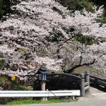 瀬田神社 見頃［熊本 大津町：桜 名所］