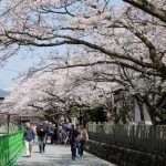  阿蘇神社 見頃［阿蘇市：桜 名所］