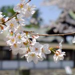  阿蘇神社 見頃［阿蘇市：桜 名所］