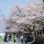  阿蘇神社 見頃［阿蘇市：桜 名所］