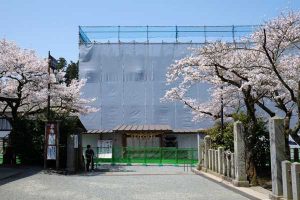  阿蘇神社 見頃［阿蘇市：桜 名所］