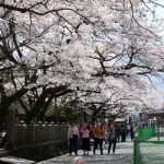  阿蘇神社 見頃［阿蘇市：桜 名所］