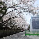  阿蘇神社 見頃［阿蘇市：桜 名所］