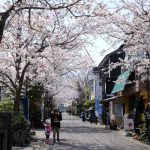 門前町商店街 見頃［阿蘇市：桜 名所］