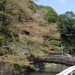 瀬田神社 見頃［熊本 大津町：桜 名所］