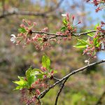 瀬田神社 見頃［熊本 大津町：桜 名所］