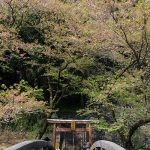 瀬田神社 見頃［熊本 大津町：桜 名所］