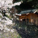 瀬田神社 見頃［熊本 大津町：桜 名所］