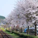 長陽駅［南阿蘇村：桜 名所］