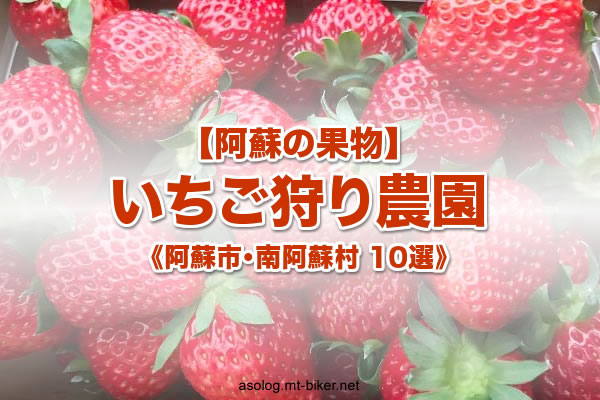 阿蘇 イチゴ狩り 持ち帰り 高設栽培