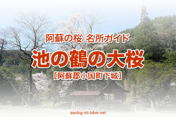 池の鶴の大桜 見頃 阿蘇 小国 桜の名所 場所 駐車場