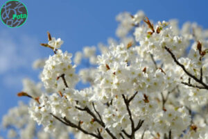 一心行の大桜 入場料 犬猫 ペット同伴