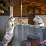 チョッパー像 設置場所 熊本動植物園［熊本 ワンピース銅像］