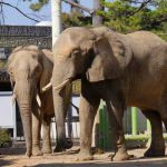 チョッパー像 設置場所 熊本動植物園［熊本 ワンピース銅像］