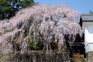 宮城の里 しだれ桜［大分竹田市 宮城地区］