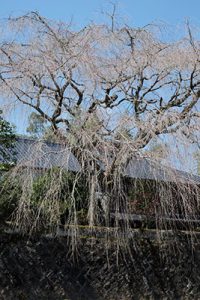 宮城の里 しだれ桜［大分竹田市 宮城地区］