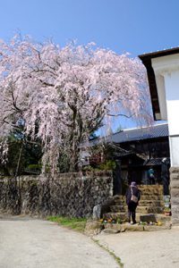 宮城の里 しだれ桜［大分竹田市 宮城地区］