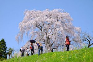 宮城の里 しだれ桜［大分竹田市 宮城地区］