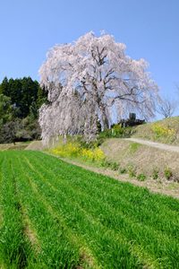 宮城の里 しだれ桜［大分竹田市 宮城地区］