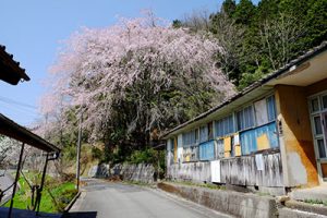 宮城の里 しだれ桜［大分竹田市 宮城地区］