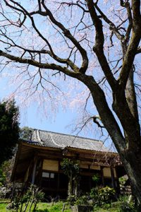 宮城の里 しだれ桜［大分竹田市 宮城地区］