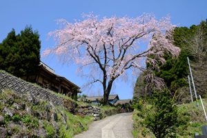 宮城の里 しだれ桜［大分竹田市 宮城地区］