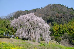 宮城の里 しだれ桜［大分竹田市 宮城地区］