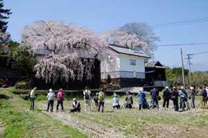 宮城の里 しだれ桜［大分竹田市 宮城地区］