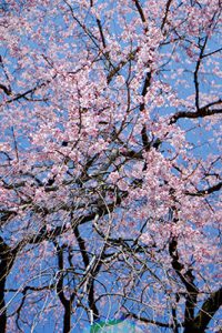 宮城の里 しだれ桜［大分竹田市 宮城地区］