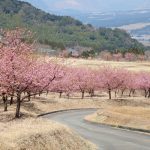 阿蘇：熊本県野外劇場アスペクタ［桜 花見 見どころ 場所］