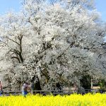 阿蘇：一心行の大桜［桜 花見 見どころ 場所］