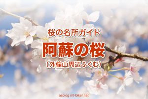 阿蘇［桜 花見 見どころ 場所］