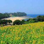 長崎鼻海水浴場［きれいな大分 白浜ビーチ］