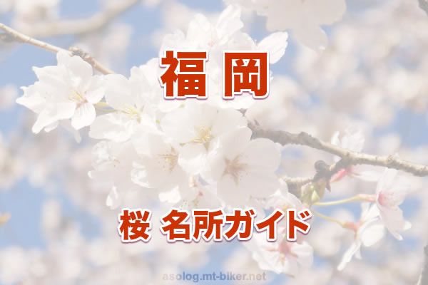 福岡 桜 花見 人気の場所