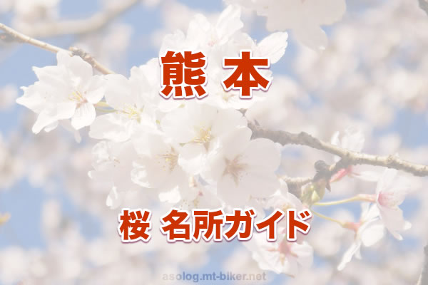 熊本 桜 花見 人気の場所