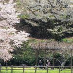 花見時期いつ 駐車場［市房ダム：人吉球磨 桜の名所］