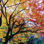 紅葉 名所 観光スポット［地蔵峠：阿蘇 南阿蘇村］