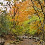 紅葉 名所 観光スポット［マゼノ渓谷：阿蘇 南小国町］