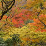 紅葉 名所 観光スポット［マゼノ渓谷：阿蘇 南小国町］