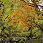 紅葉 名所 観光スポット［マゼノ渓谷：阿蘇 南小国町］