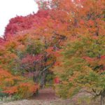 紅葉 名所 観光スポット［岡城跡：大分 竹田市 竹田城］