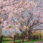 十三仏公園［桜情報：住所 行き方 駐車場 トイレ］