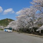 天草コレジヨ庭園［桜情報：住所 行き方 駐車場 トイレ］