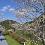 天草コレジヨ庭園［桜情報：住所 行き方 駐車場 トイレ］