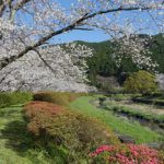 天草コレジヨ庭園［桜情報：住所 行き方 駐車場 トイレ］