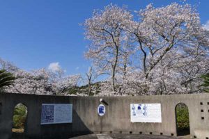 天草コレジヨ庭園［桜情報：住所 行き方 駐車場 トイレ］